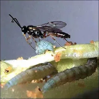 thumbnail for publication: A Wasp Parasitoid, Diadegma insulare (Cresson) (Insecta: Hymenotera: Ichneumonidae)